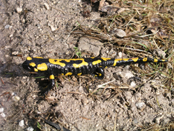 salamandra